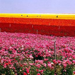 节奏失控的终章！《最后的生还者》第二季大结局IGN 6分