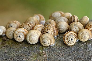 《沙漠大冒险》Steam预购开启 标准版定价298元